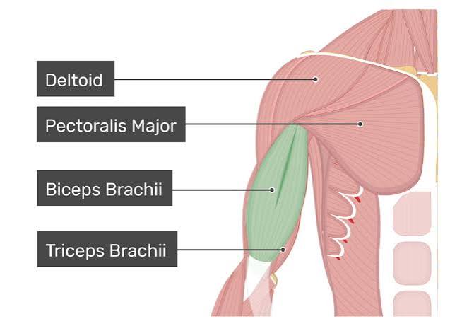 Biceps Brachii