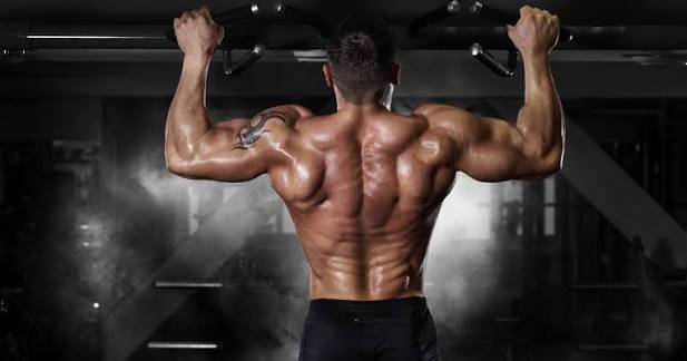 Back Muscles