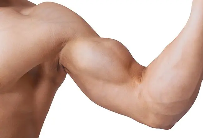 Biceps Brachii